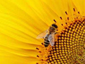 Naturvereine Naturvereine