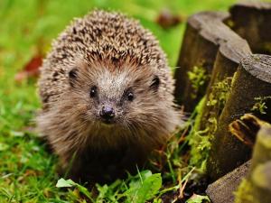 Igel Igel