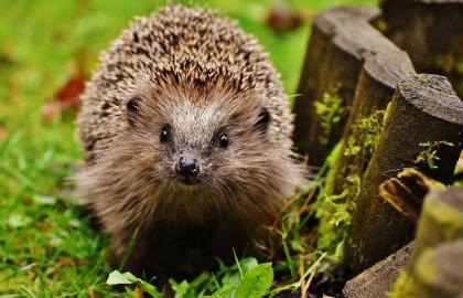 Igel