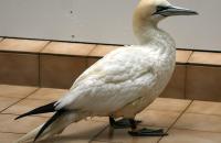 Ook grote vogels, zoals de Jan van Gent, voeren we met de hand tot ze sterk genoeg zijn om zelf te eten
