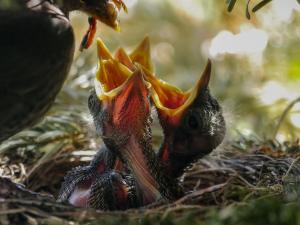 Jungvogel Jungvogel