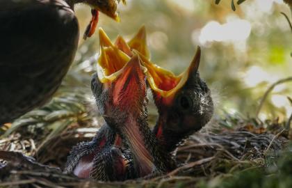 Jungvogel