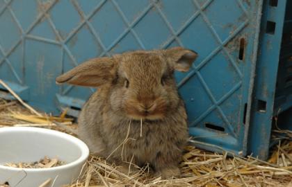 Kaninchen und Meerschweinchen