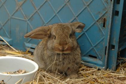 Kaninchen und Meerschweinchen