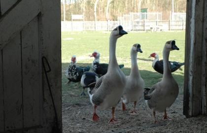 Wasservögel