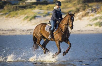 Reiten