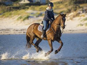 Reiten Reiten