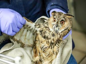 Tiere, die Hilfe brauchen, vorbeibringen Tiere, die Hilfe brauchen, vorbeibringen