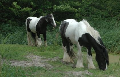 Pferde Paddy & Shadow
