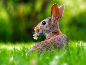 Kaninchen oder Hase Kaninchen oder Hase
