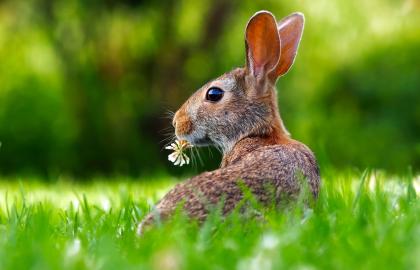 Kaninchen oder Hase