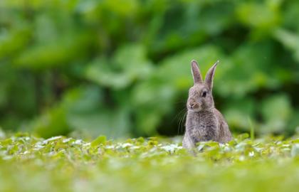 Natur in der Umgebung