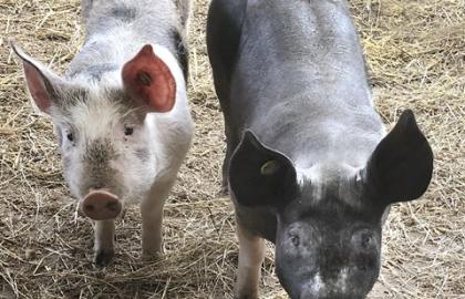 Schweine Roza & Truffel