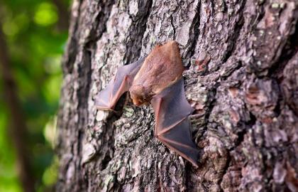 Fledermaus