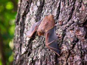 Fledermaus Fledermaus
