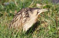 De heer van Wijngaarden stuurde maar liefst 18 foto’s van natuurervaringen op.Hij vertelt hierover:  “Vanaf mijn 16e ben ik al bezig met natuurfotografie. Elk vrij uurtje probeer ik te ontdekken wat de natuur ons te bieden heeft. Ik woon vanaf 2010 in Den Helder en ook hier geniet ik van de mooie dingen die de natuur van de Donkere Duinen en De Helderse Vallei ons biedt. Ook tijdens mijn bezigheden bij W.V.L. heb ik mijn camera bij mij. Deze foto's deel ik met iedereen die het wil”. Van alle inzendingen kozen wij de Roerdomp. Deze schuwe vogel laat zich nauwelijks zien, dus zo’n plaat schieten moet wel een topervaring geweest zijn! Iedereen die meer foto’s wil zien, verwijzen wij graag door naar: www.corvanwijngaarden.nl 