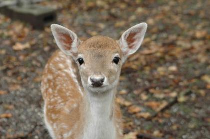 Fallow deer