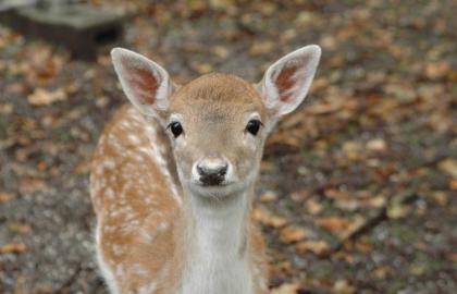 Fallow deer