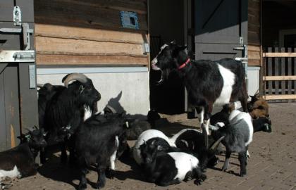 Goats