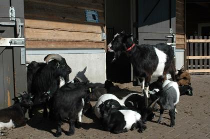 Goats