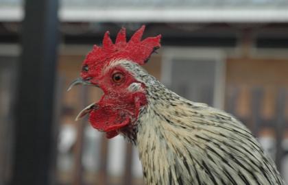 Chickens