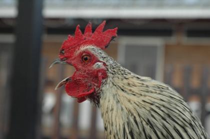 Chickens