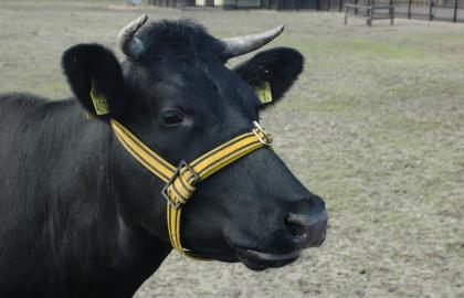 Our cow: Noortje