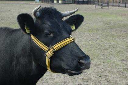 Our cow: Noortje