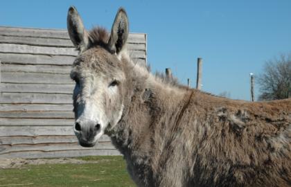 Our donkey: Marietje