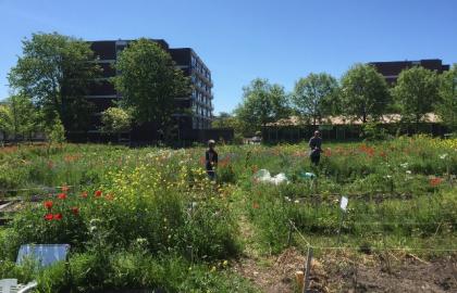 Nature in the city