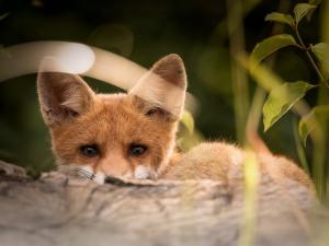 Other mammals Other mammals