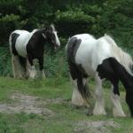 Paarden paddy en shadow de helderse vallei