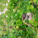 Snail meets Beatle in de vlindertuin.