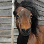 De pony gypsy de helderse vallei