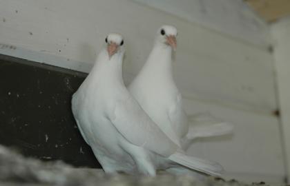 Vogels
