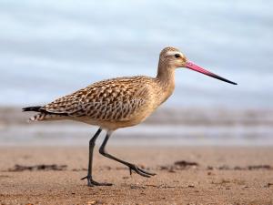 Het leven van een Trekvogel Het leven van een Trekvogel