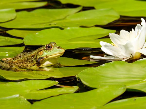 Biodiversiteit