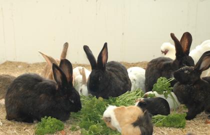 Konijnen en cavia's