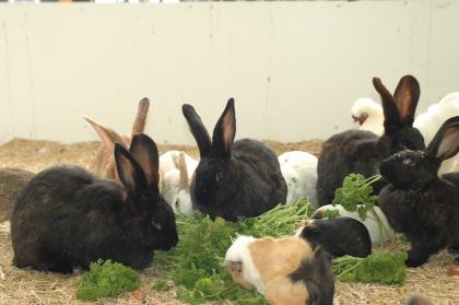 Konijnen en cavia's
