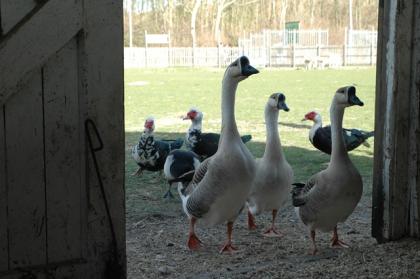Watervogels