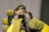 We ringen een gewonde vogel, zodat we hem kunnen volgen als hij weer vrij is.