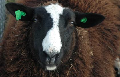 Schapen