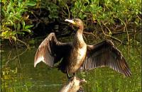 In de aanloop naar ons Jubileumjaar vroegen wij onze bezoekers naar hun favoriete natuurmoment. Dhr. B.Bruggeman stuurde ons bijgaande foto en verhaal:   “Naast De Helderse Vallei is er ook veel fraais in de omgeving te bewonderen. Ik heb de indrukken van vele wandelingen en activiteiten in een fotoboek vastgelegd, zodat ik in deze tijd ook zo veel mogelijk binnen kan ‘rondwandelen’ en genieten. Ook vrienden heb ik een exemplaar gestuurd. Sommigen reageren met verbazing, omdat ze dit niet in Den Helder hadden verwacht.  Maar nu het probleem, hoe kies je uit al deze momenten je mooiste herinnering of ervaring? Ik heb gekozen voor deze Aalscholver in de Donkere Duinen, die rustig op een boomstam in de vijver zit. En iedere keer als er een groepje mensen nadert, zijn vleugels even spreidt. De herinnering aan de reactie en het enthousiasme van bijvoorbeeld de kinderen, geeft mij elke keer weer een blij gevoel. 