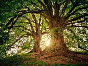 Een bos vol bomen Een bos vol bomen
