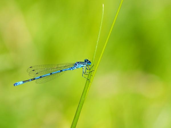 Stimuleer natuur om je heen