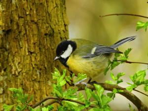 Vogel Vogel