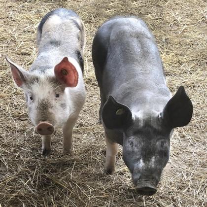 Varkens Roza en Truffel
