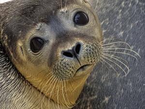 Zeehond / zeedier Zeehond / zeedier