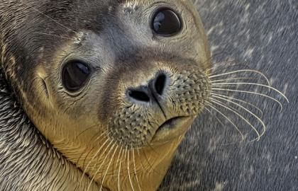 Zeehond / zeedier